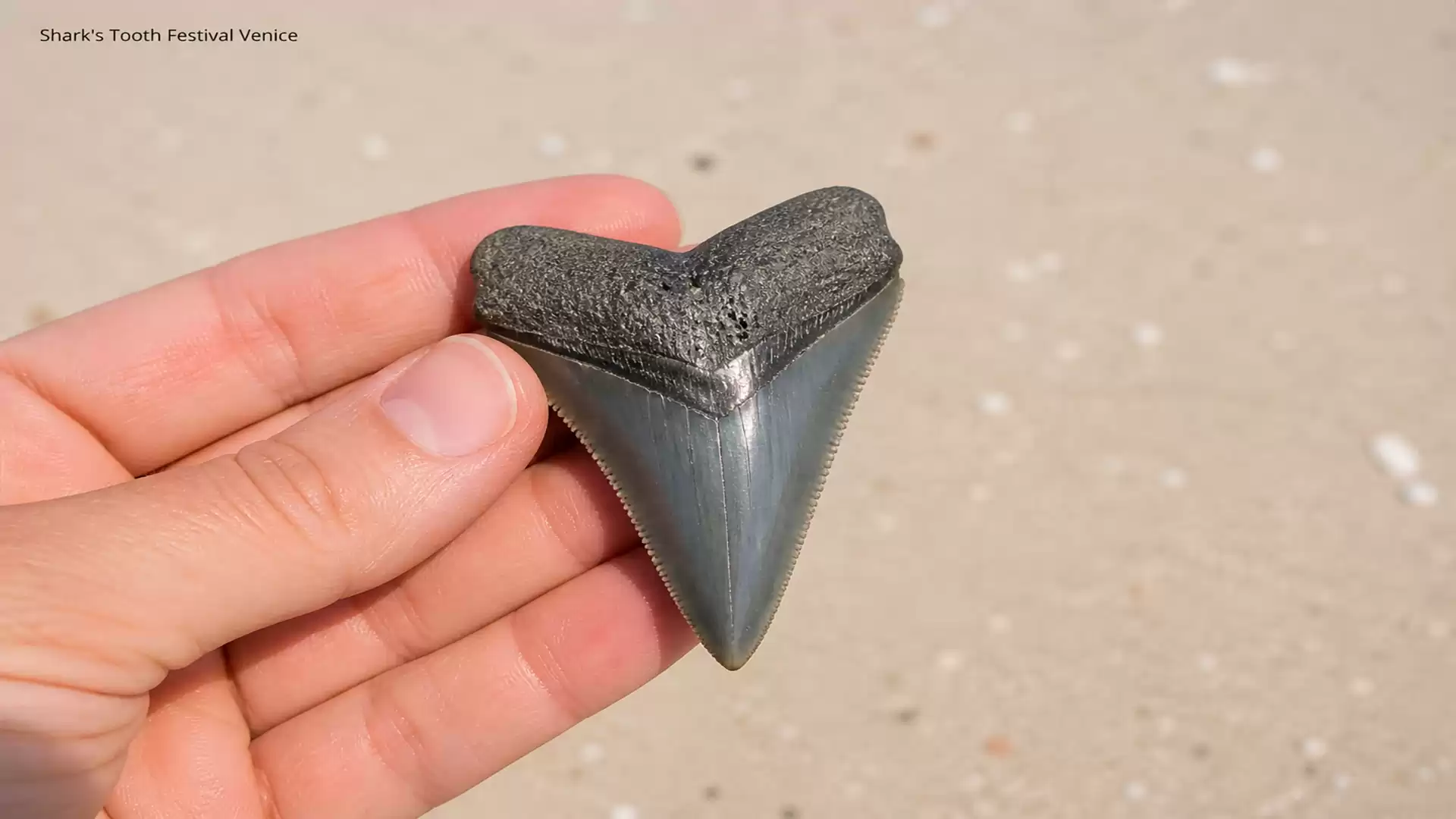 Close-up of a hand holding a large shark tooth against a sandy background.
