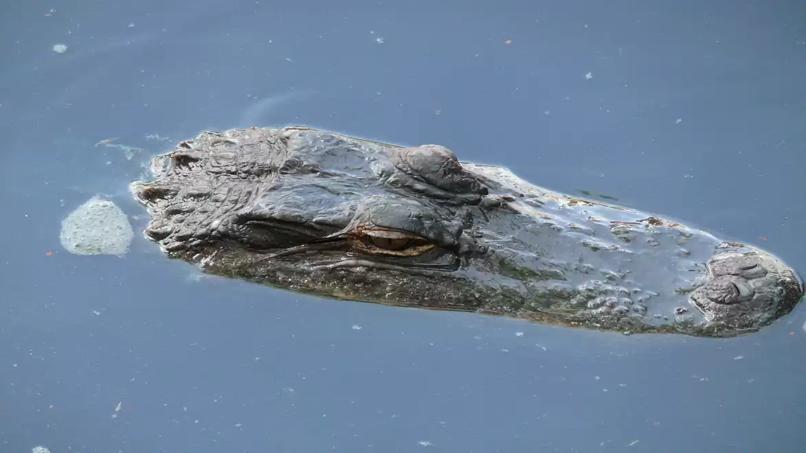 Close-up of a crocodile swimming in the water, with only its head above the surface.