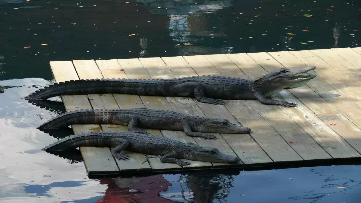 Three crocodiles lying on a dock above the water, basking in the sun.