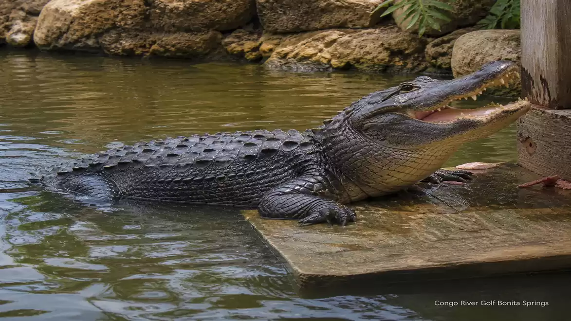 A crocodile lies on the riverbank with an open mouth, displaying its sharp teeth. Surrounded by natural vegetation and rocks.