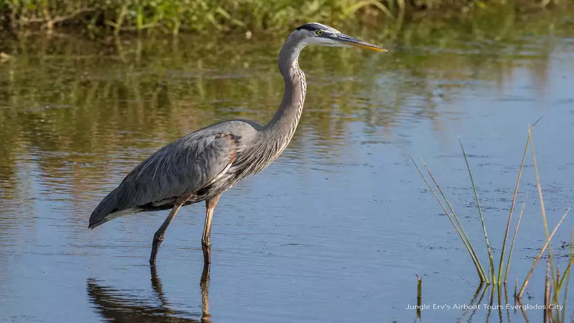 A great blue heron stands in the shallow water of a pond, surrounded by green plants.