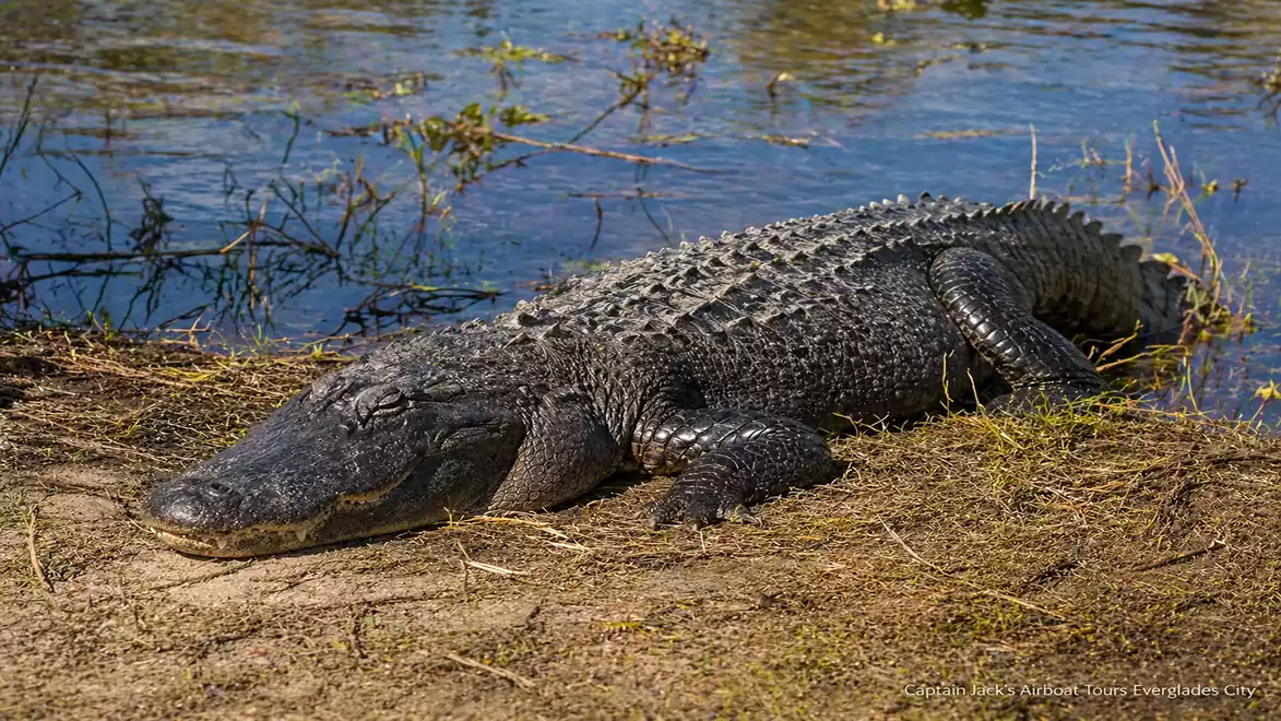 An alligator rests on the bank of a water body with partially visible water and vegetation in the background.