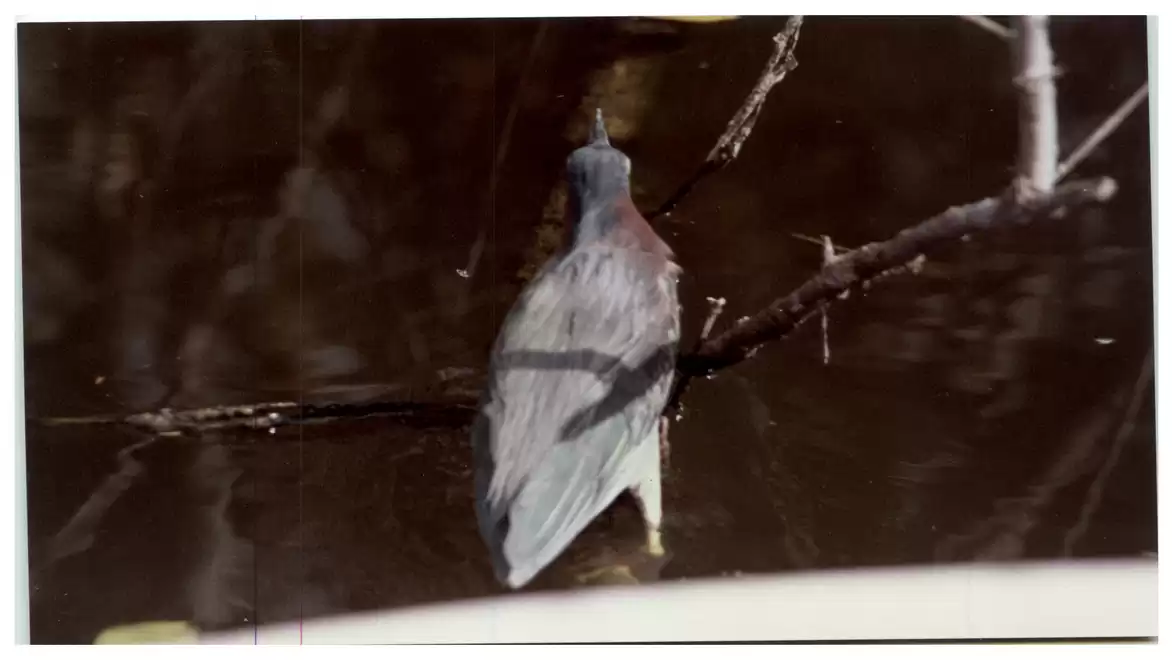 Bird sitting on a branch over dark water.