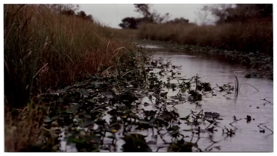 A tranquil river lined with grass and plants under a cloudy sky.