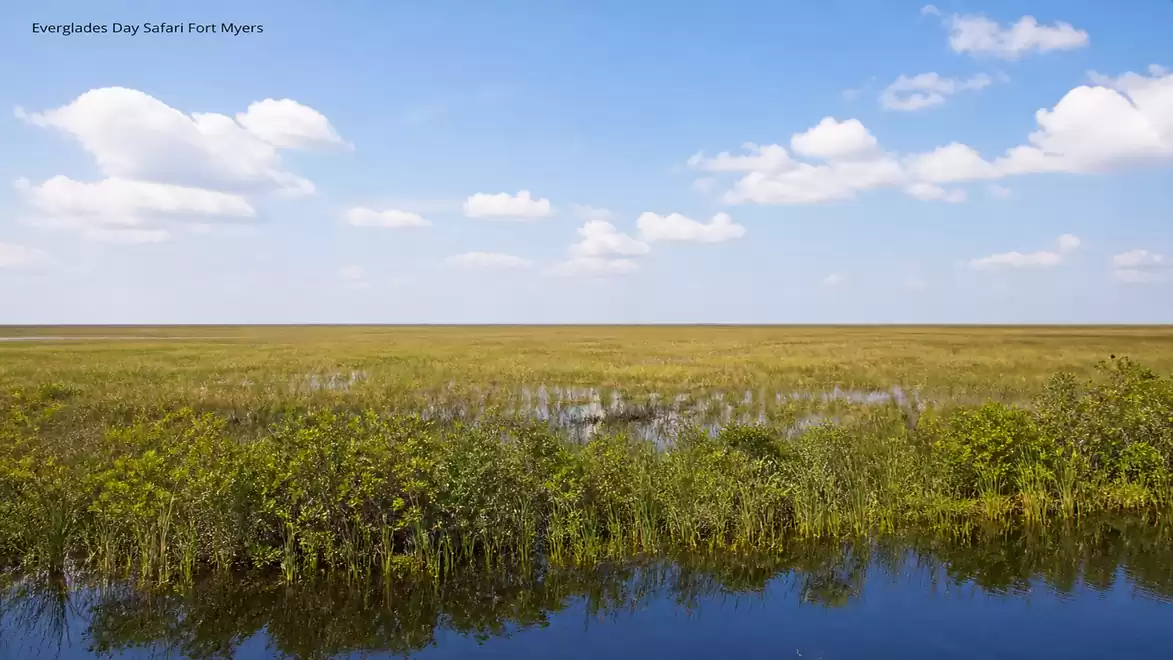 Photo of the vast and green landscapes of the Everglades near Fort Myers with blue sky and clouds.