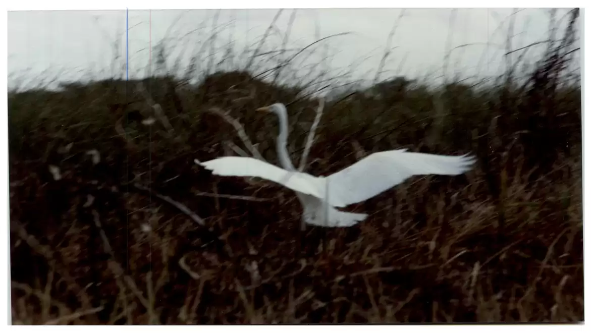 A white bird with outstretched wings flies over a field with tall grass.