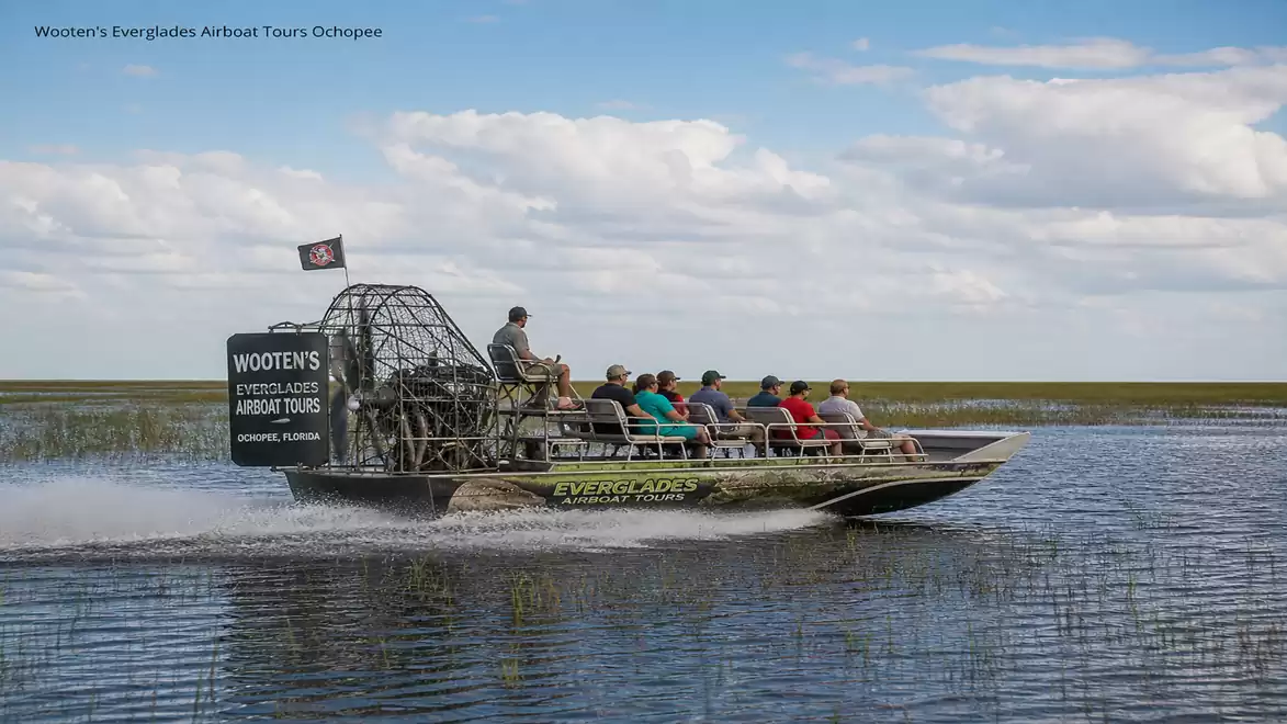 An airboat with tourists navigating through a swamp in the Everglades under a blue sky.