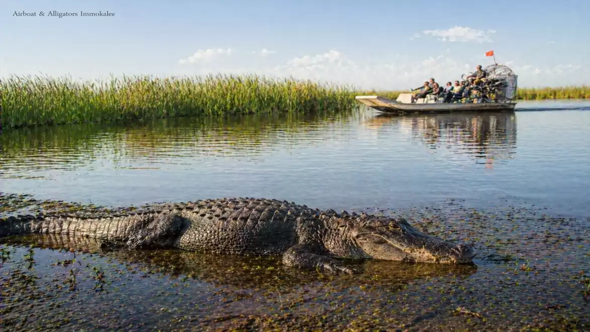 A large alligator rests in shallow water as a boat with tourists navigates through the swamp landscape in the background.