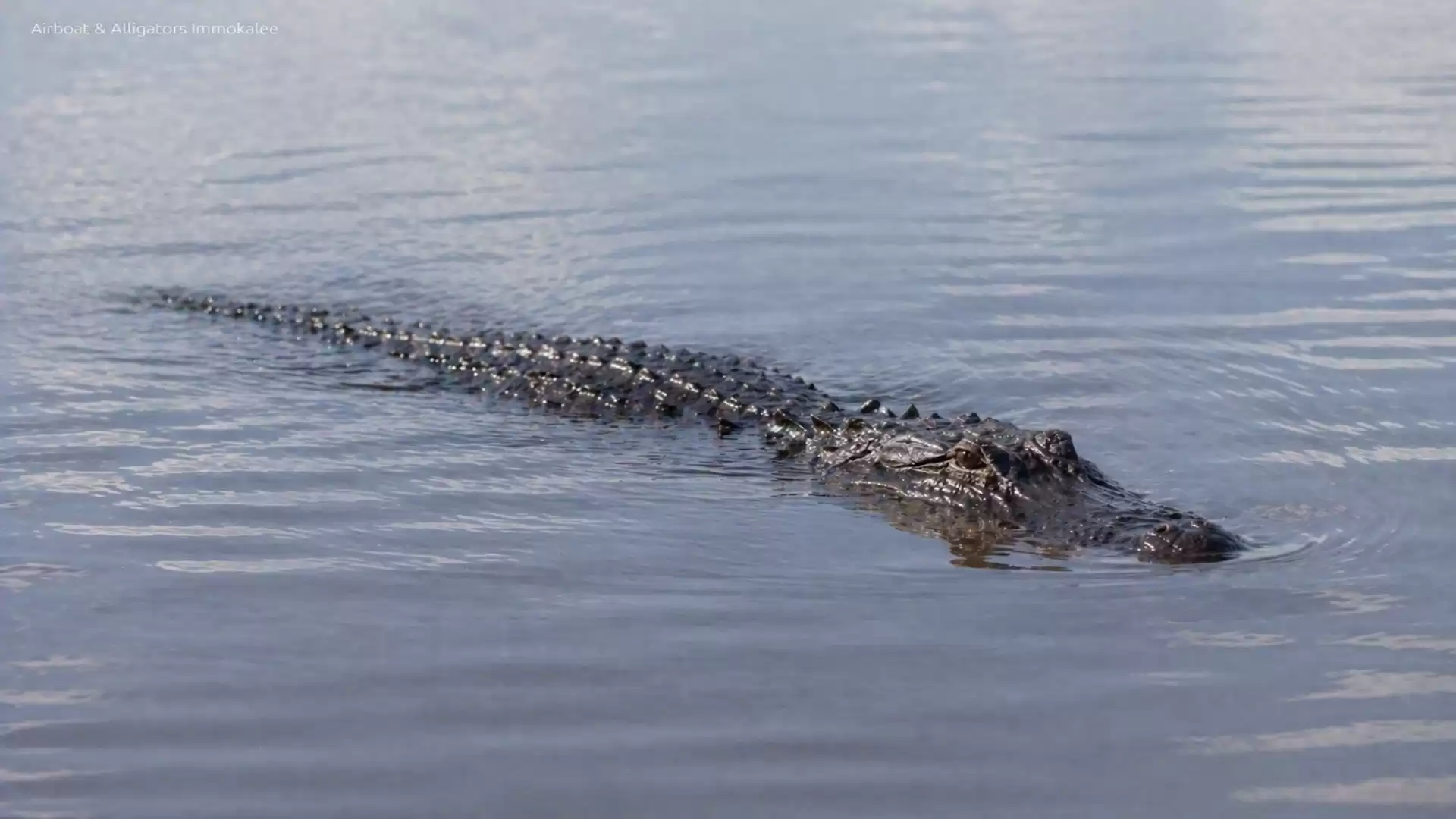A crocodile swimming in the water, with only its back and head visible.