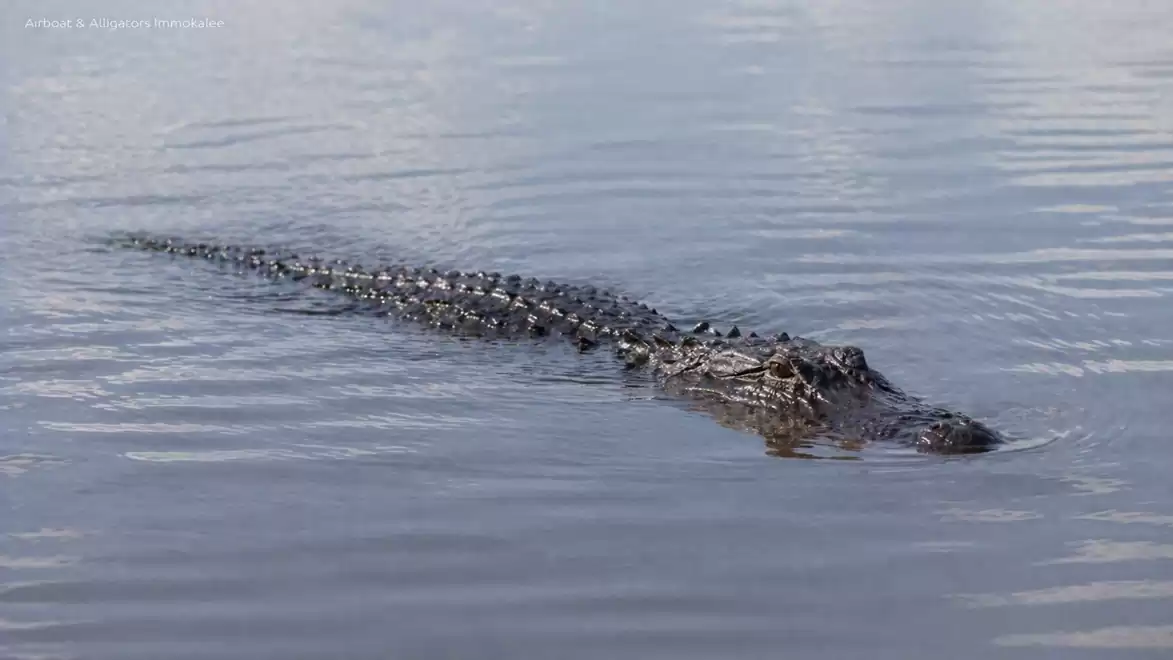 A crocodile swimming in the water, with only its back and head visible.