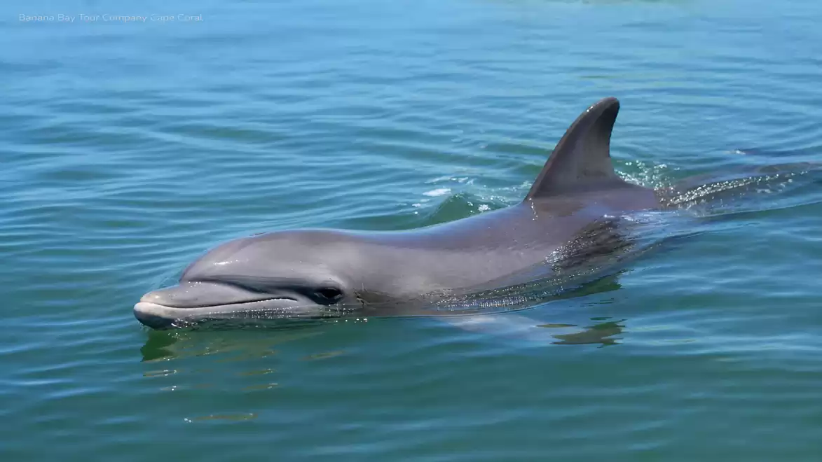 A dolphin swims in clear blue water. It displays its smooth, grey skin and distinctive dorsal fin.