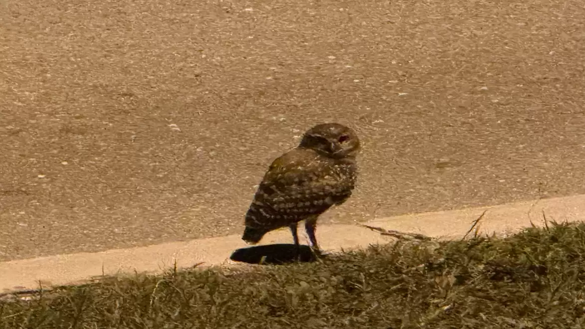 An owl stands on a grassy strip beside a sidewalk in an urban setting.