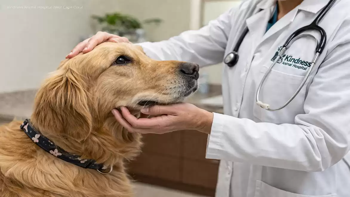 A golden retriever receives an examination at a veterinary clinic. A veterinarian in a white coat gently strokes the dog's head.