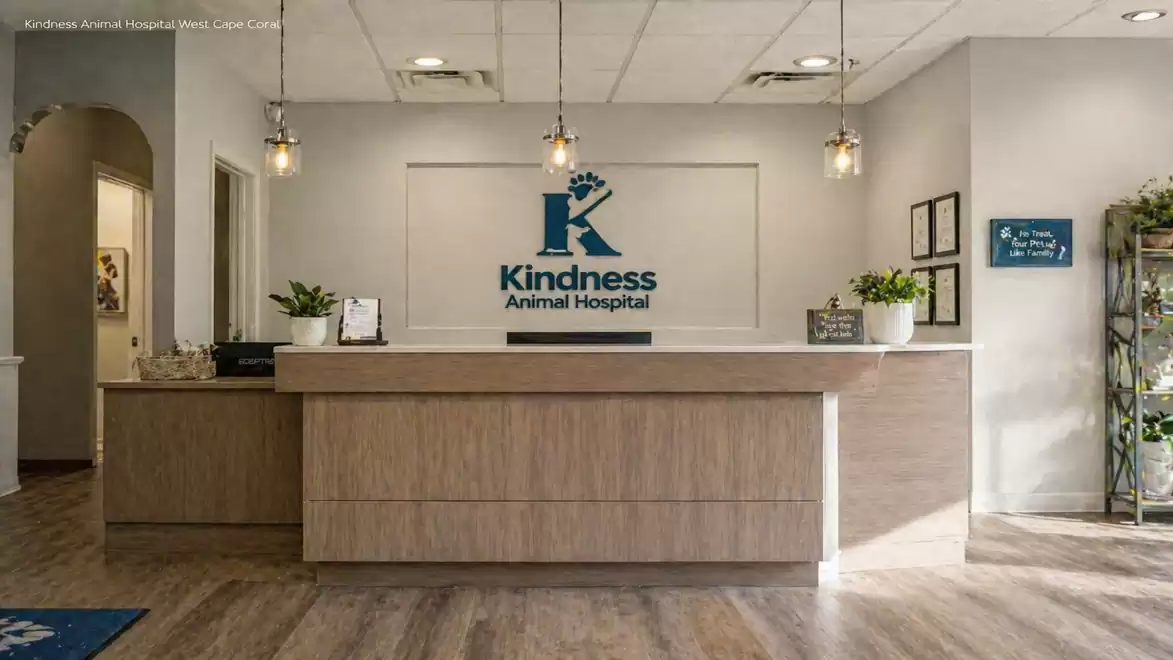 Reception area of a modern animal hospital with a wooden desk and plants.