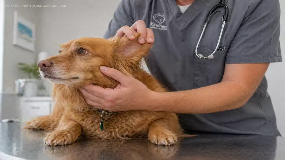 A veterinarian examines the ear of a small brown dog in a veterinary clinic.