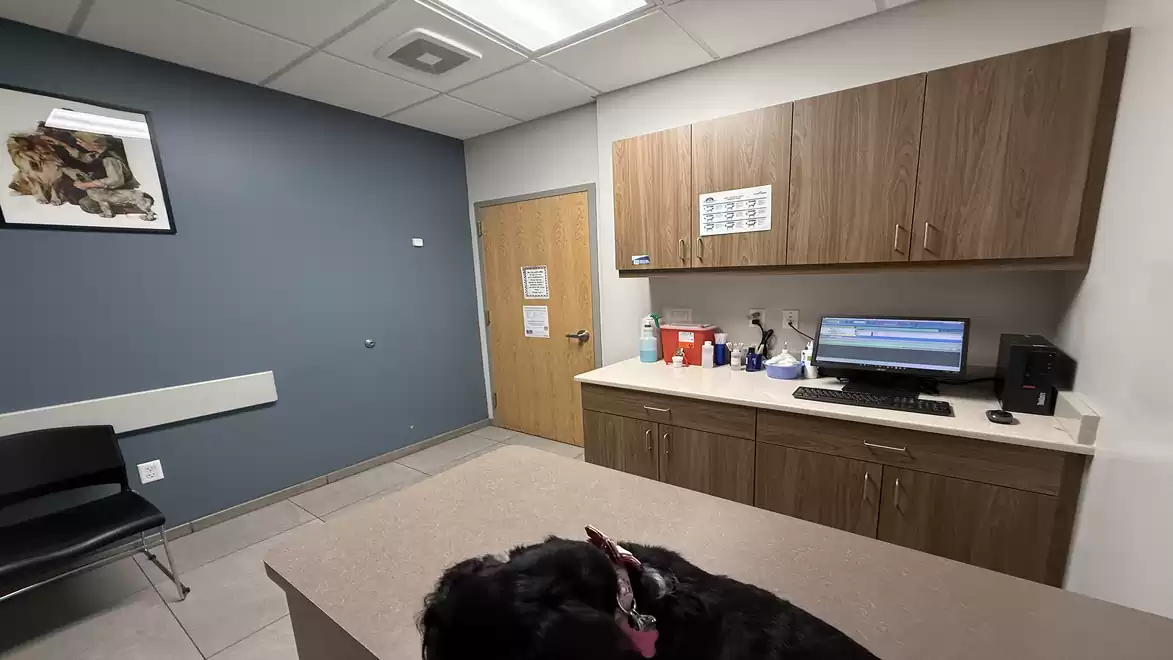 A modern veterinary clinic room with a table where a black dog is lying. In the background, a computer on the desk and a picture on the wall are visible.