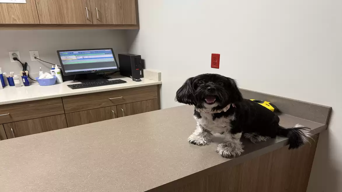 A small black and white dog sitting on a table in a veterinary clinic. A computer on a wooden cabinet is visible in the background.