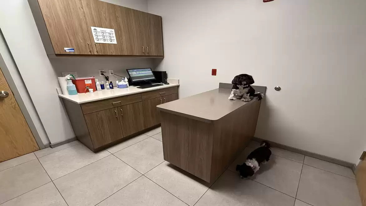 Veterinary exam room with a dog on the examination table and another dog on the floor. Modern setup with cabinet and computer.