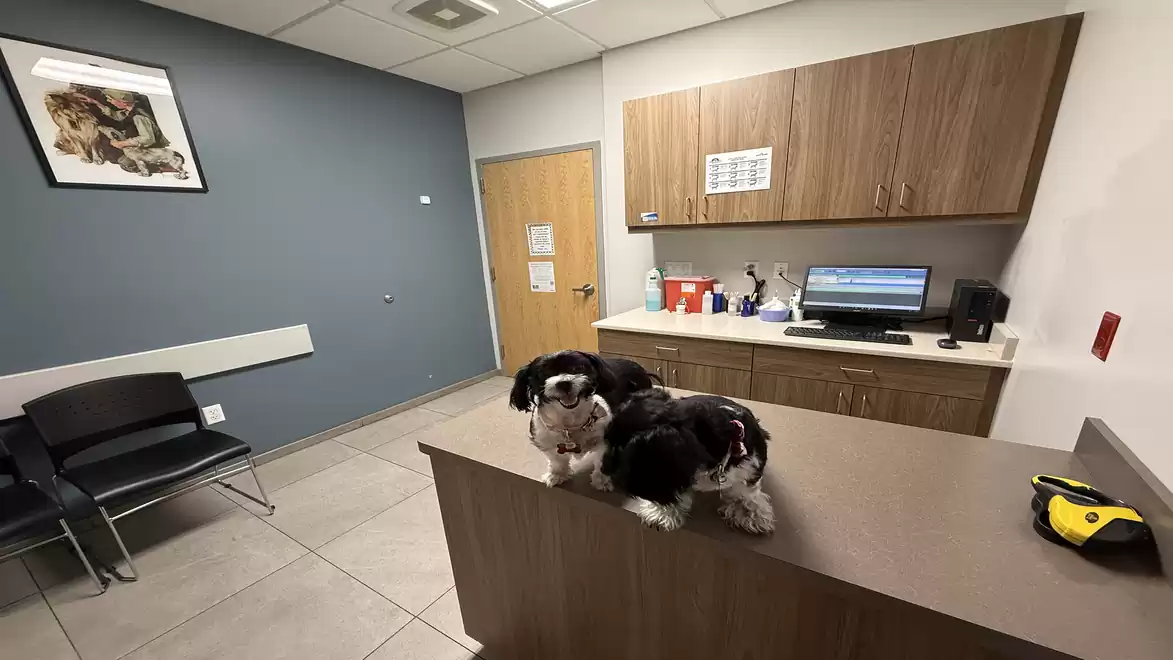 Veterinary office with two dogs on the examination table, modern furnishings and clinic supplies.