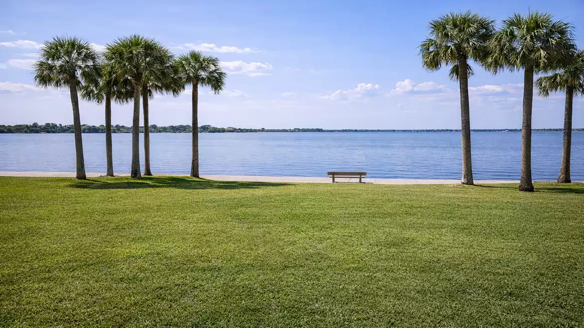 A tranquil landscape with palm trees by the lakeside under a clear blue sky.