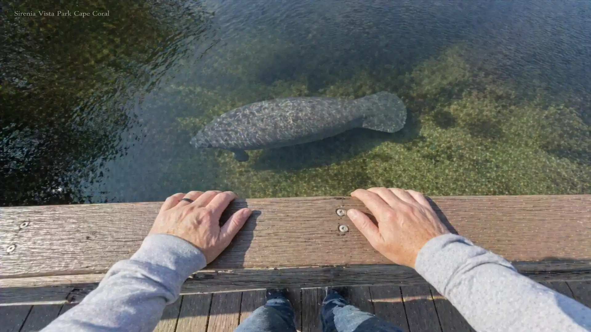 A person looks from a dock at a manatee in clear water. The surroundings are green and the water is calm.
