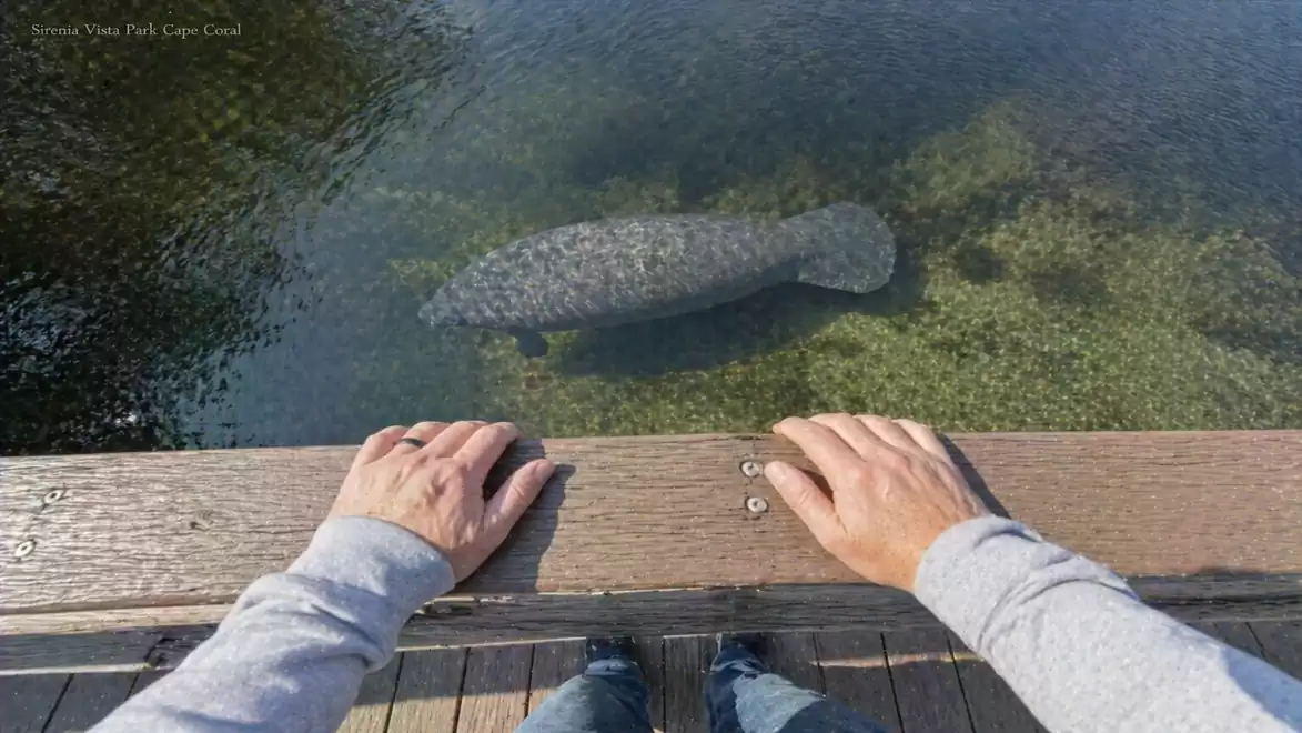 A person looks from a dock at a manatee in clear water. The surroundings are green and the water is calm.