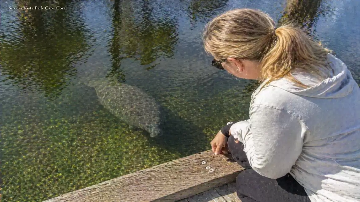 A person feeds a manatee in clear water from a wooden platform.