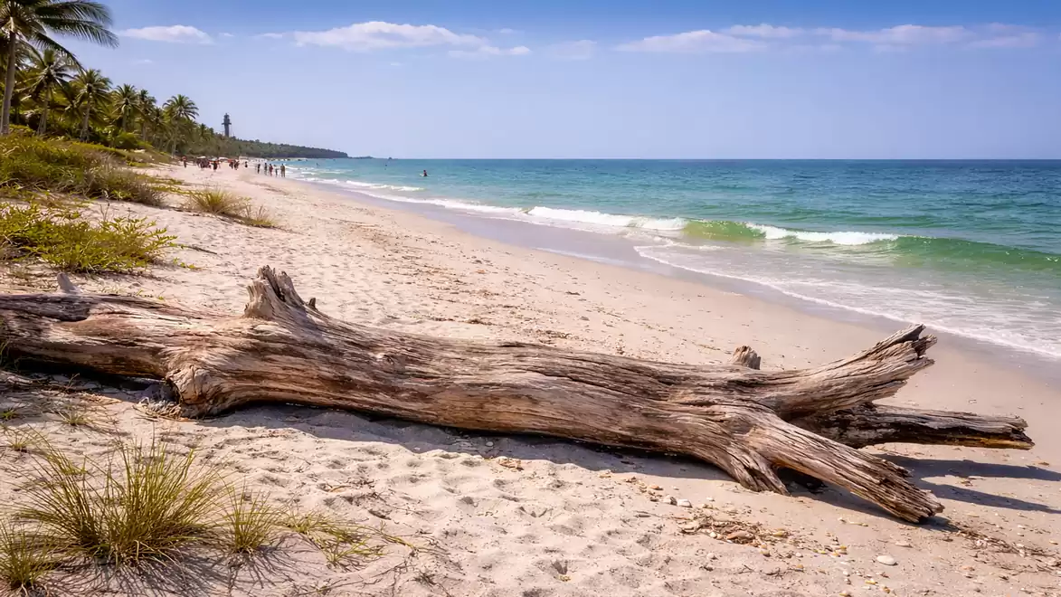 A secluded sandy beach with a large driftwood log, surrounded by palm trees and the clear blue sea under a blue sky.