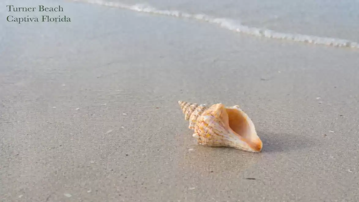 Beach with a large seashell at Turner Beach in Captiva, Florida, near gentle waves.