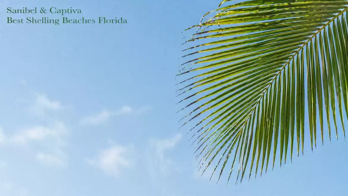 Image section with a palm leaf in the foreground against a blue sky with few clouds. Text in the top left: 'Sanibel & Captiva Best Shelling Beaches Florida'.