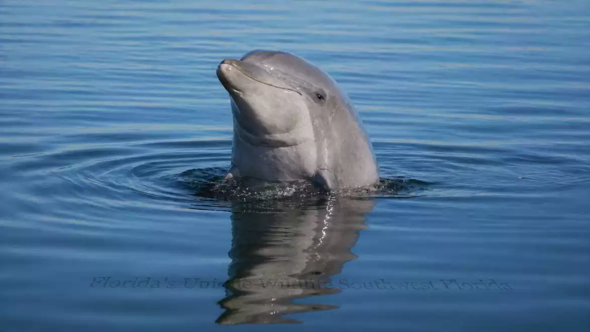 A dolphin emerges its head from calm, blue water, surrounded by gentle ripples.