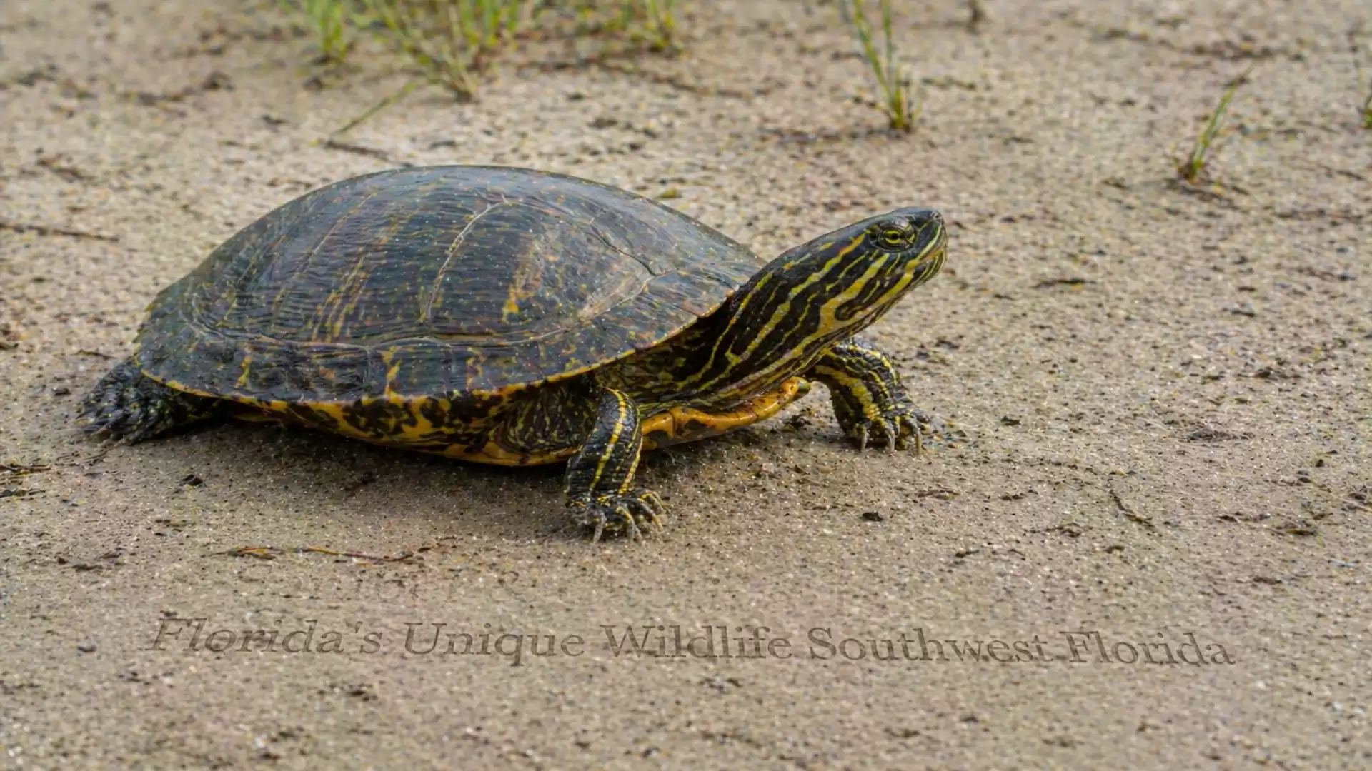 A turtle on sandy ground in nature with few grass tufts in the background. Florida's unique wildlife in Southwest Florida.