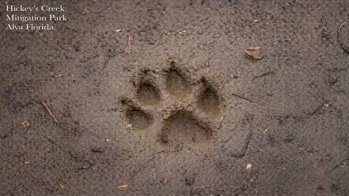 Dog paw print in the sand at Hickey's Creek Mitigation Park, Alva, Florida.