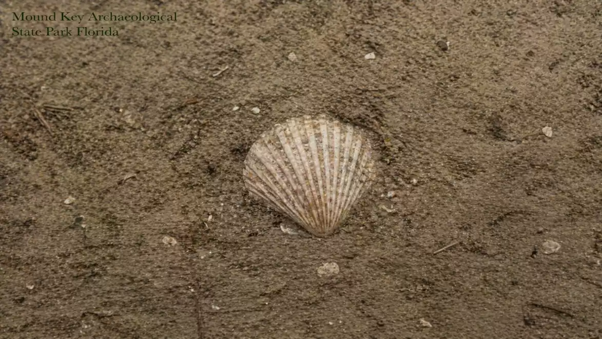 A seashell lies in sandy soil, surrounded by small stones and earth. The image is from the Mound Key archaeological site in State Park, Florida.