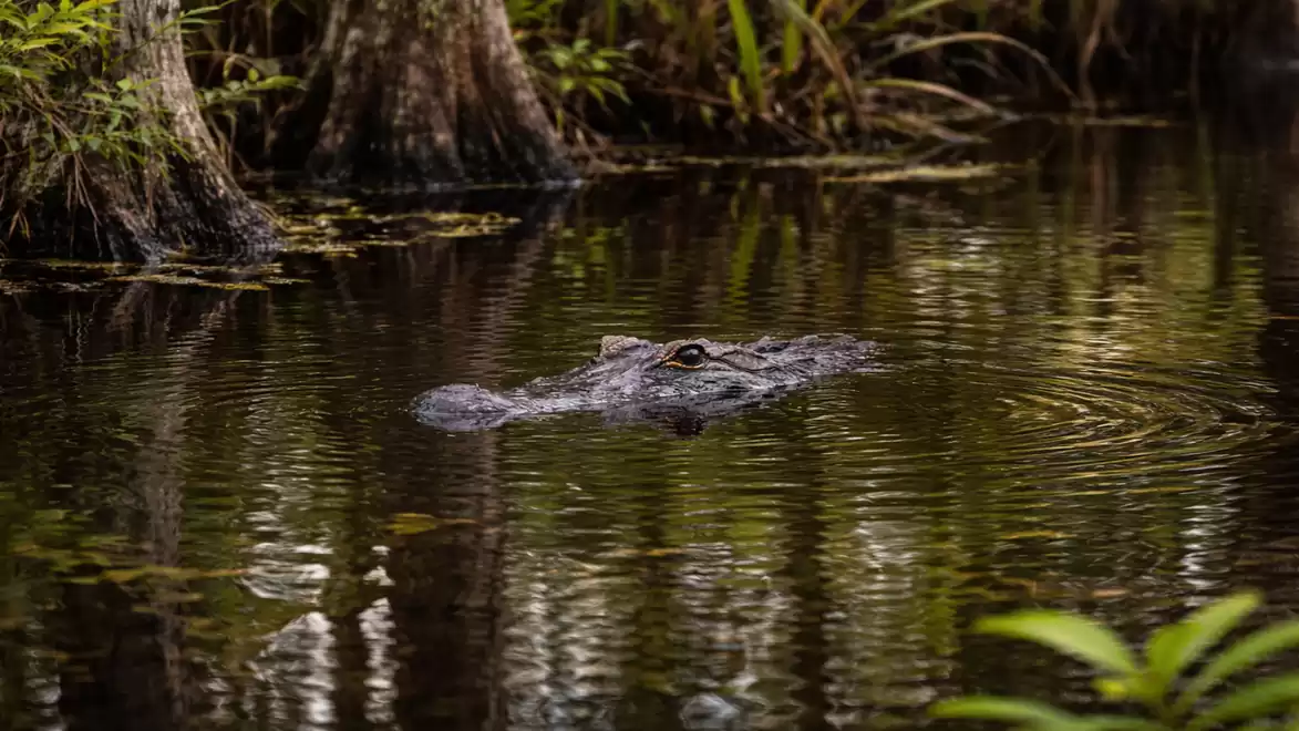 A crocodile swims in the murky water of a forest, surrounded by trees and vegetation.