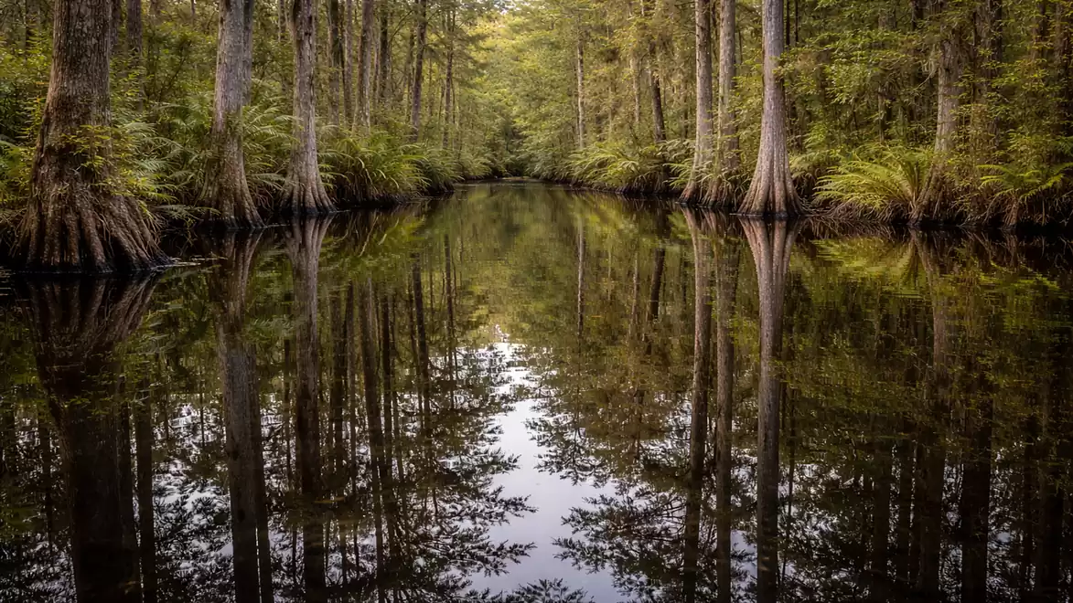 A tranquil river flanked by tall trees and lush greenery reflects the landscape on its smooth surface.