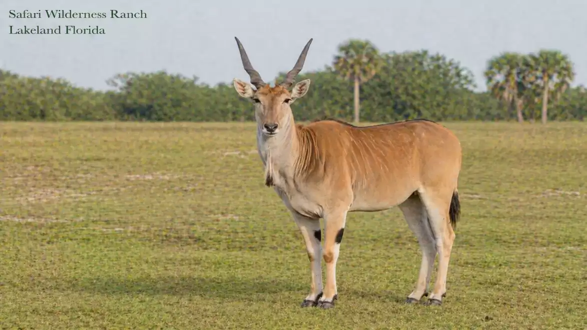 An antelope stands on an open grassy field in a safari landscape. Trees and a clear sky are visible in the background.