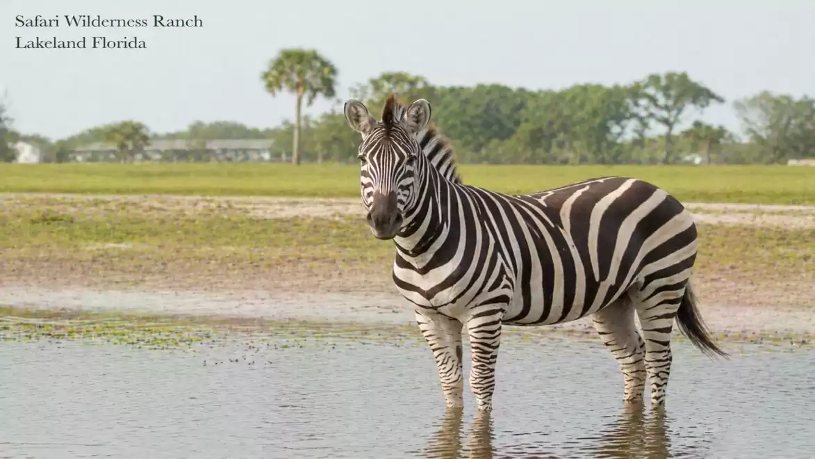 A zebra standing in a shallow water area on a green meadow with trees in the background at Safari Wilderness Ranch in Lakeland, Florida.