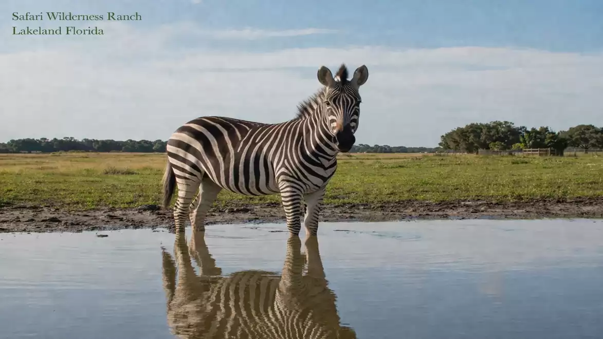 A zebra stands by a watering hole on a green plain in the Safari Wilderness Ranch in Lakeland, Florida.