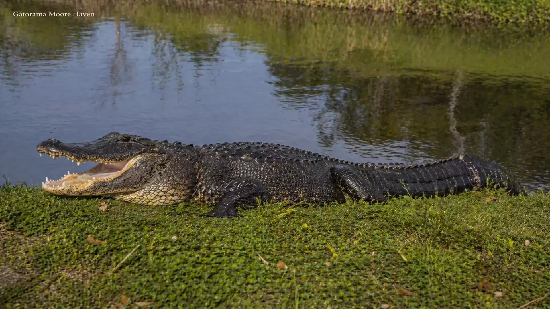 A large crocodile with an open mouth lies on the riverbank on green vegetation.