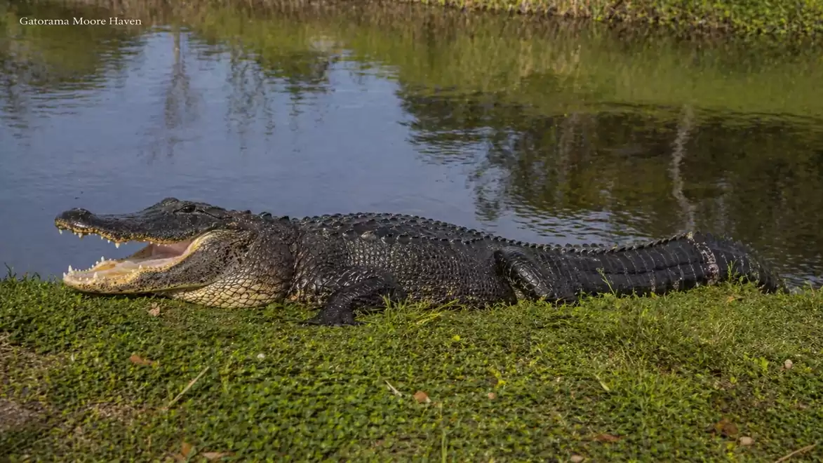 A large crocodile with an open mouth lies on the riverbank on green vegetation.