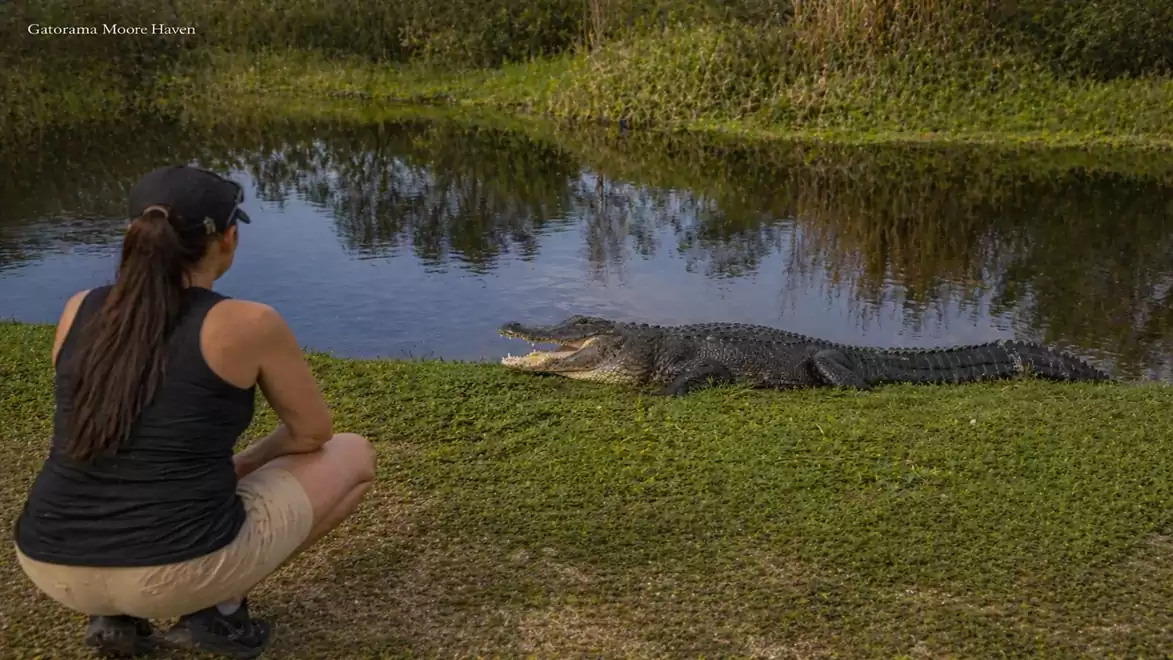 A woman kneels in front of a calm river, where a crocodile lies on the bank.
