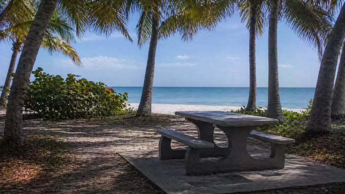 A picturesque beach with palm trees and a picnic table in the foreground, perfect for a relaxing day by the sea.