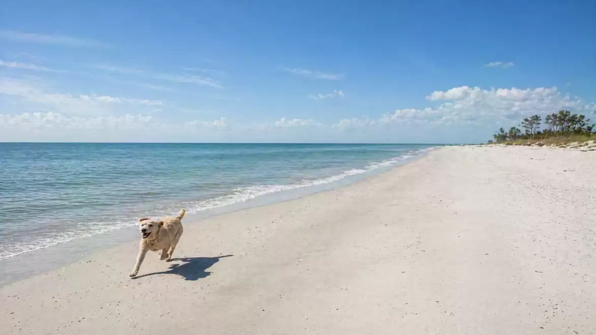 A dog running along the beach in sunny weather, with blue sky and clear ocean water.