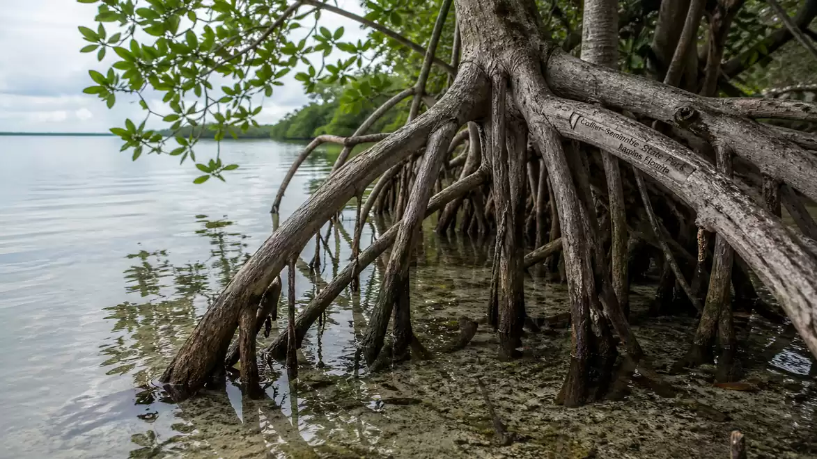 Close-up of mangrove roots at a coastline, extending into calm water, surrounded by green vegetation.