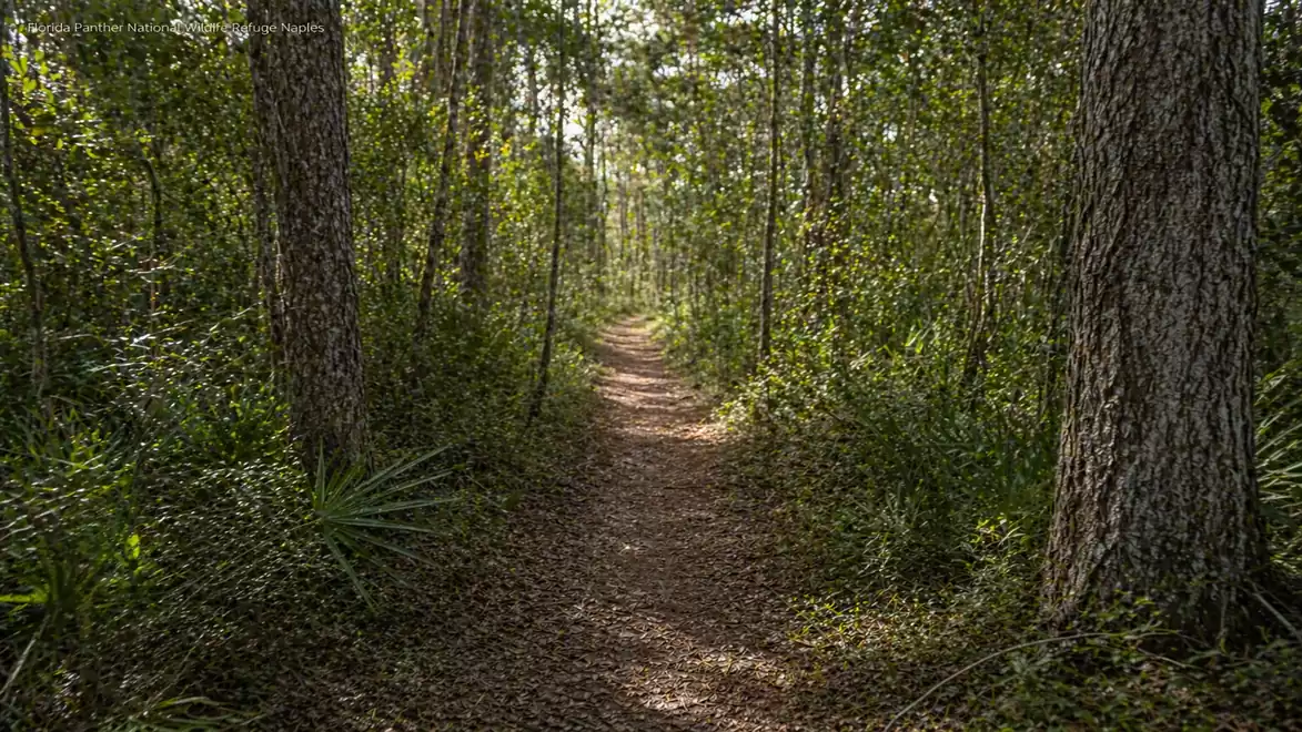 A narrow forest path surrounded by tall trees and dense greenery. Sunlight filters through the canopy and illuminates the trail.