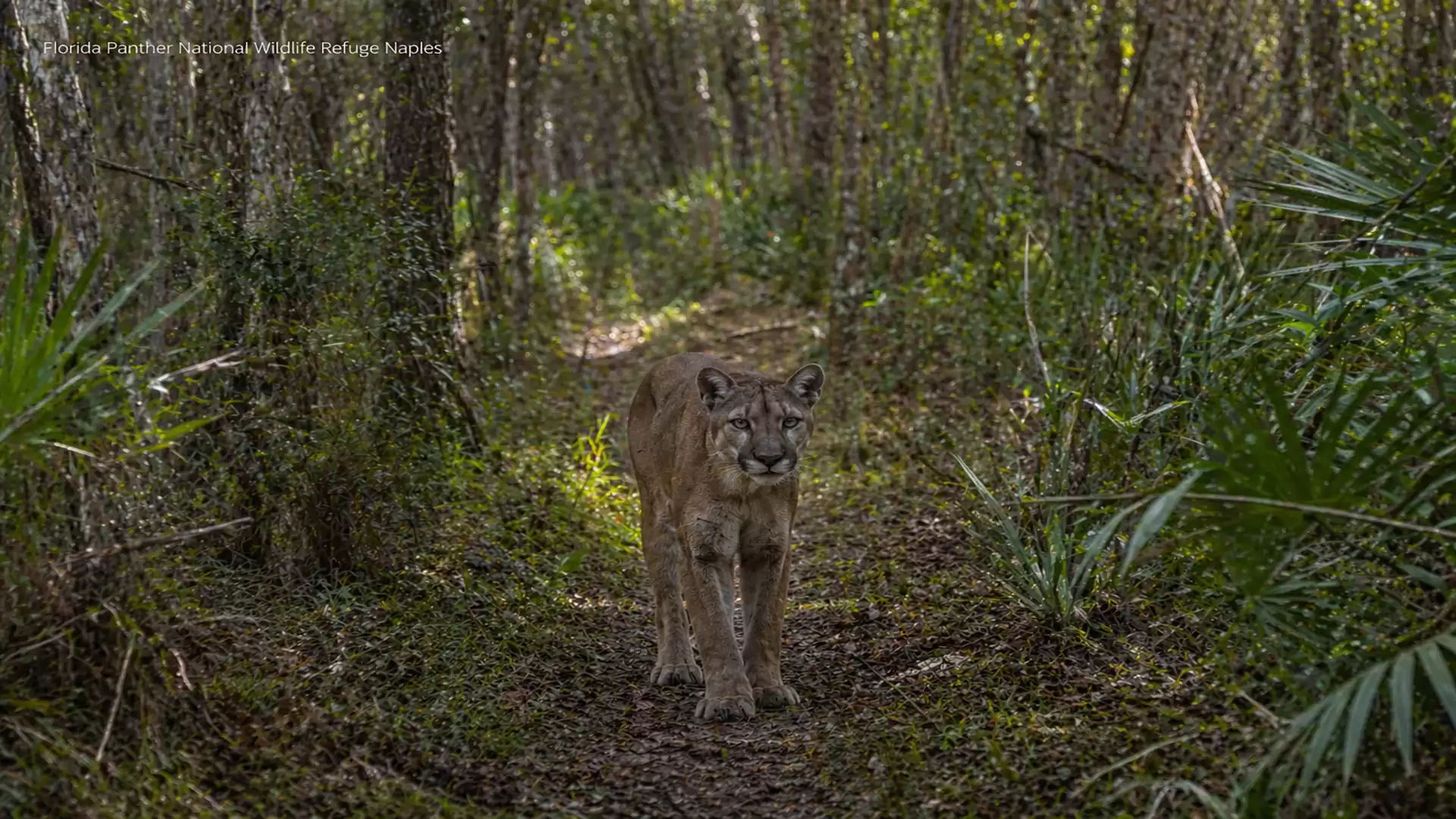 A puma walks on a narrow, wooded path in a dense forest. Sunlight gently filters through the canopy, creating a tranquil atmosphere.