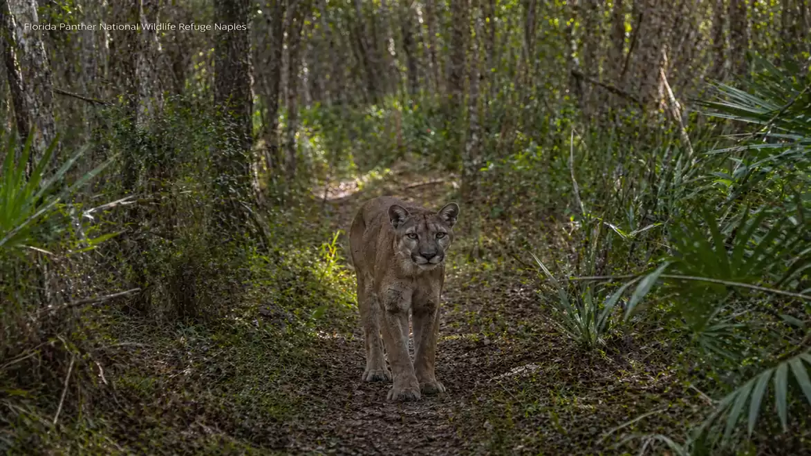 A puma walks on a narrow, wooded path in a dense forest. Sunlight gently filters through the canopy, creating a tranquil atmosphere.