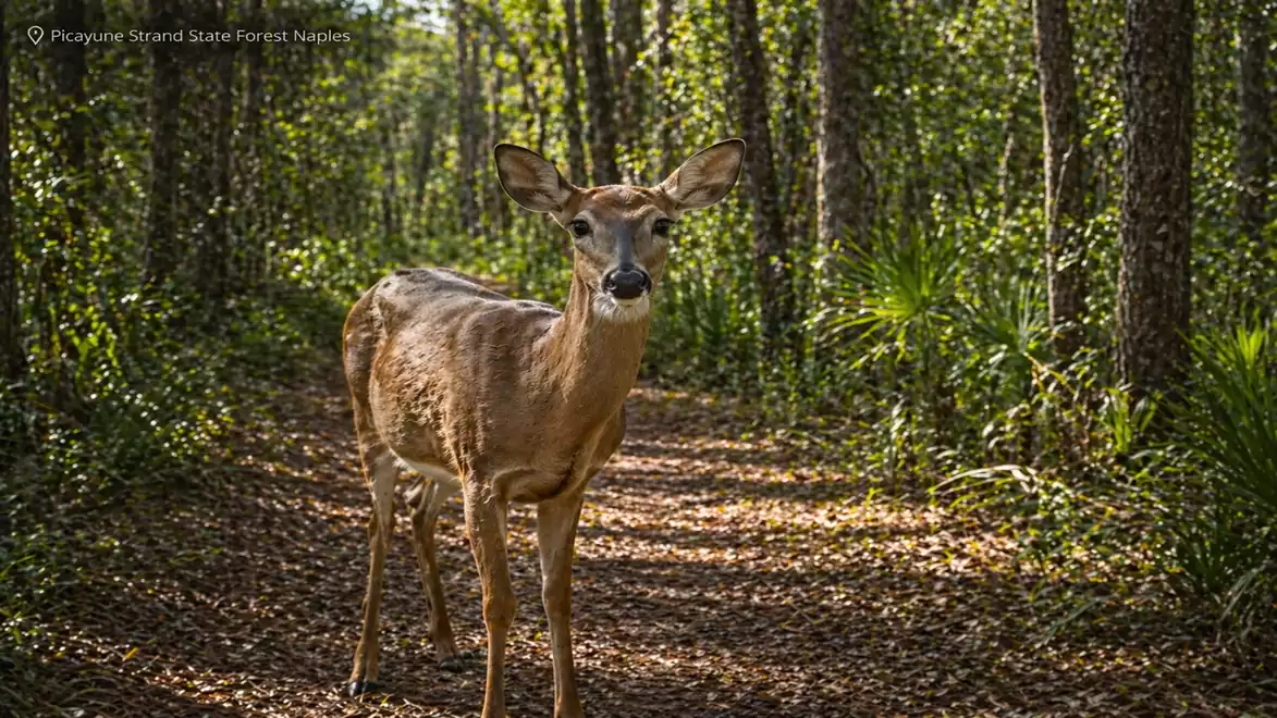 A deer stands on a forest path in Picayune Strand State Forest near Naples, surrounded by tall trees and green foliage.