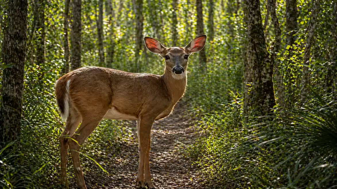 A single deer stands on a forest path, surrounded by tall trees and lush greenery in the background.